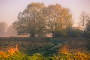 Fototapeta premium Foggy spring sunrise