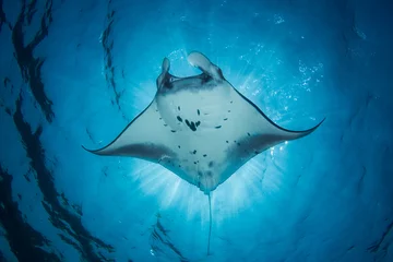 Ein Mantarochen - Manta Alfredi - schwimmt unter der Sonne und erzeugt eine Sonnenfinsternis. Aufgenommen im Komodo Nationalpark, Indonesien. © nickeverett1981