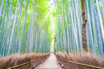 Bamboo forest