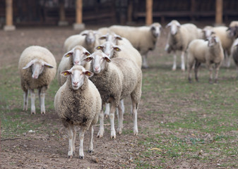 Sheep herd on the farm