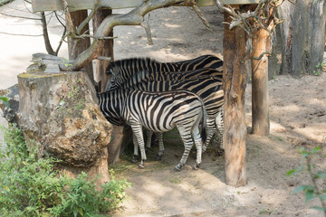 Fototapeta na wymiar zebras eat from a feeding trough