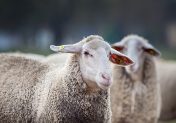 Obraz premium Sheep on the farm