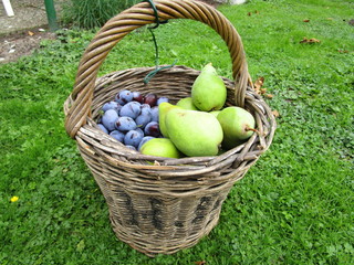 Korb mit Birnen und Pflaume auf  Rasen