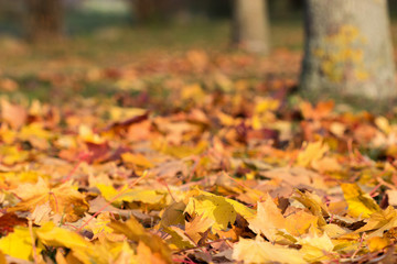 Autumn leaves / Forest floor with tree trunks and Autumn leaves