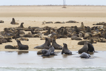 Seals at Cape Diaz,  Luderitz, Namibia