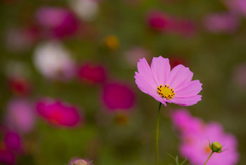 Obraz premium コスモス