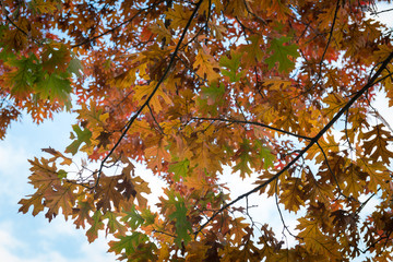 tree with red leaf background