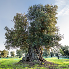 sehr alter Olivenbaum