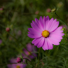 Obraz premium コスモス