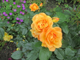 Rose, gelb, Bernsteinrose