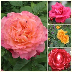 Rosen Collage