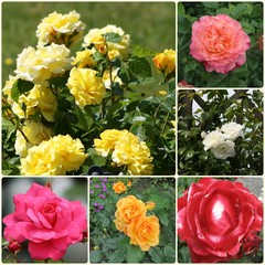 Rosen, Collage