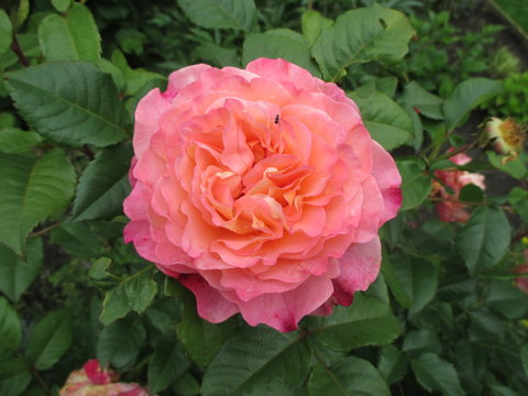 Rosa Rosenblüte, groß