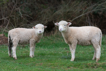 Naklejka na ściany i meble Lamb in a field