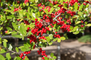 red rowan on green leaf branch