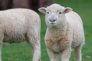Obraz na płótnie Canvas Lamb in a field