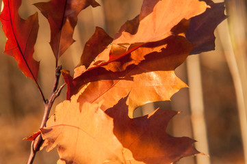 oak leaf on a tree in autumn
