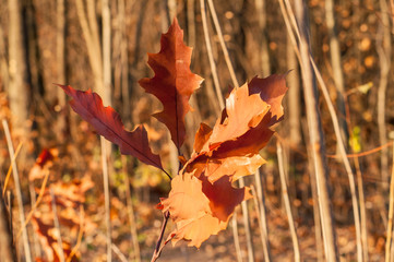Obraz premium oak leaf on a tree in autumn