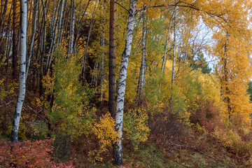 Obraz premium The autumn wood on Tserkovk's the mountain