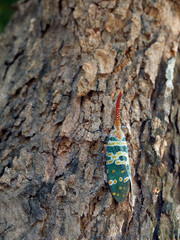 Pyrops candelaria on the tree