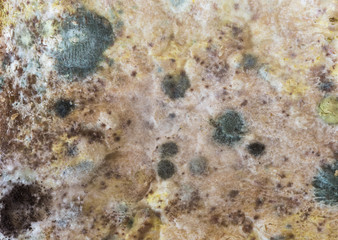Mold green and white spores on slices bread. 
