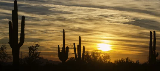 Foto op Aluminium De woestijnlandschap van Arizona, Phoenix, Scottsdale-gebied. © BCFC