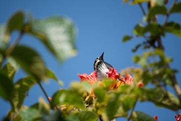 Un pájaro sobre la flor mira hacia arriba.