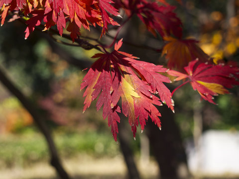 上野恩寵公園images Browse 5 Stock Photos Vectors And Video Adobe Stock 上野恩寵公園images Browse 5 Stock Photos Vectors And Video Adobe Stock
