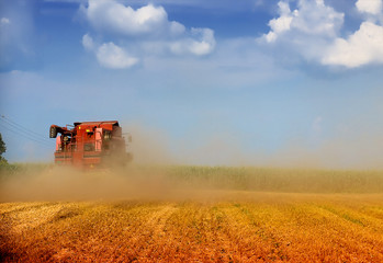 Naklejka premium Combine harvesting wheat