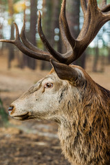 Hirsch