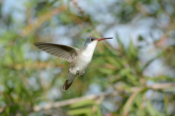 Colibrí extiende sus alas al ir por su alimento.