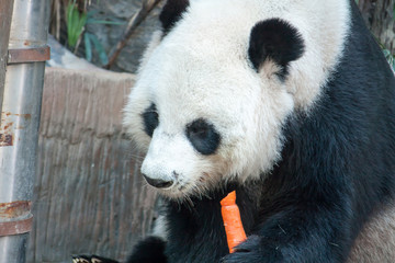 Hungry giant panda bear eating