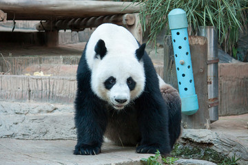 giant panda bear