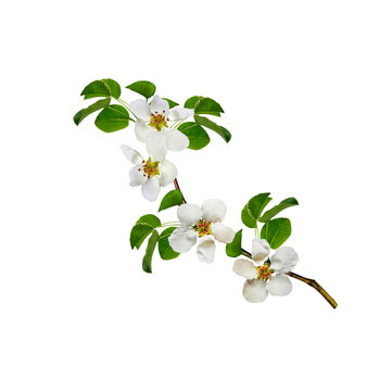 White apple flowers branch isolated on white background