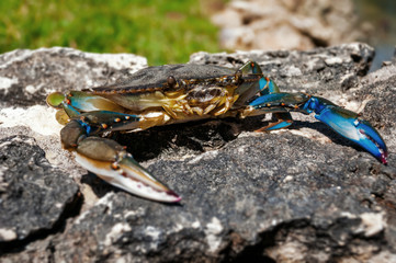 Blue Caribbean crab on top of rock closeup 