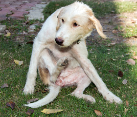 stray dog dog scratching