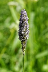 Flowering grass full of pollen