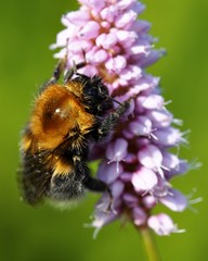 Wet bumblebee on violet flower