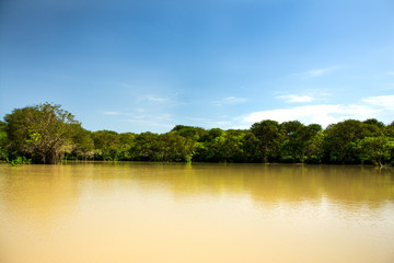 Obraz premium Swamp forest