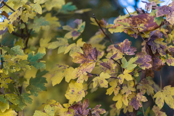 Autumn field maple hedge tree with brown, yellow and orange leaves. Nature treetop, perfect for wallpapers, garden blogs, business and websites