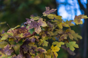 Autumn field maple hedge tree with brown, yellow and orange leaves. Nature treetop, perfect for wallpapers, garden blogs, business and websites