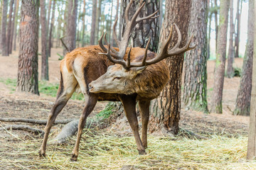 Hirsch