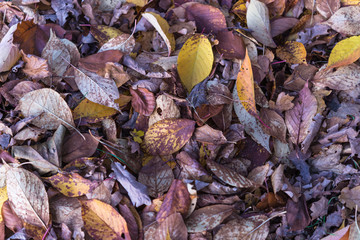 Autumn in park, brown leaves fallen down on green grass. Aerial view, fall in city park rest and relaxation area for people with children or dogs