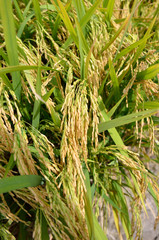 The Asian rice crop at Sekinchan, Malaysia..