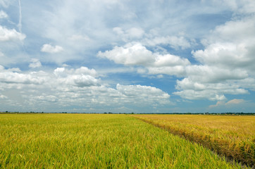 The Asian rice crop at Sekinchan, Malaysia..