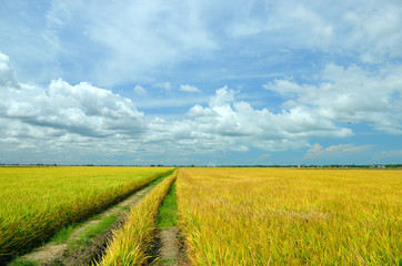 The Asian rice crop at Sekinchan, Malaysia..