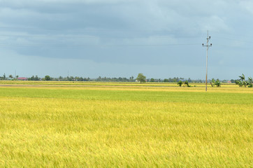 The Asian rice crop at Sekinchan, Malaysia..