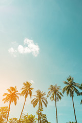 Vintages Naturfoto der Kokospalme in der tropischen Küste des Meeres?