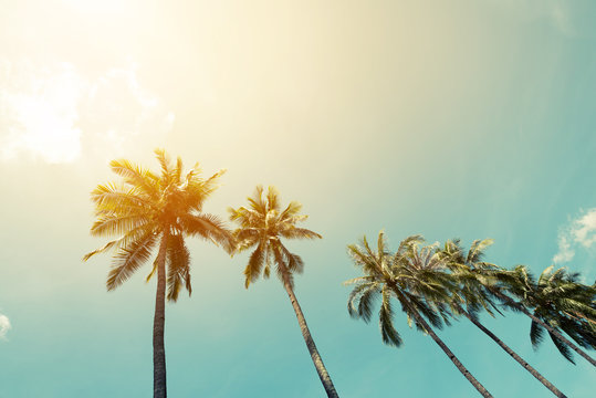 Landscape of palm trees at tropical coast, vintage effect filter and stylized