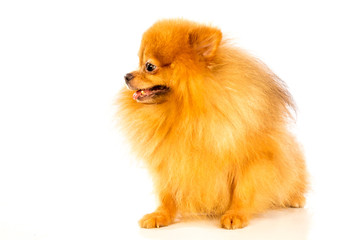 Obraz premium pomeranian dog